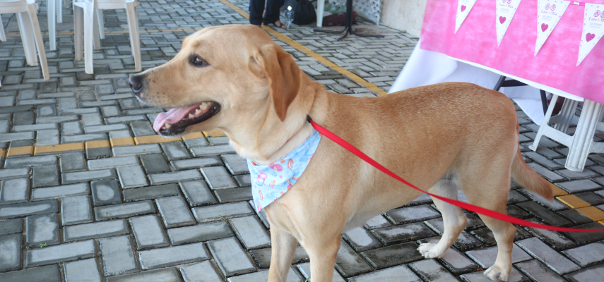 #AgoraÉLei: projeto de autoria do vereador Gustavo Negócio permite animais pets em lugares públicos 