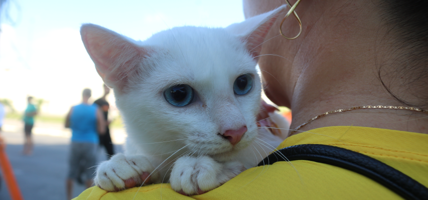 Campanha Abril Laranja: um dia dedicado aos pets em Parnamirim