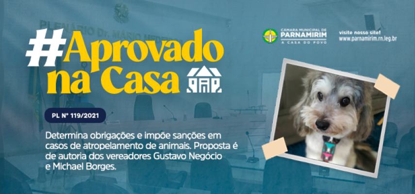 #AprovadoNaCasa:  PL determina obrigações e impõe sanções em casos de atropelamento de animais