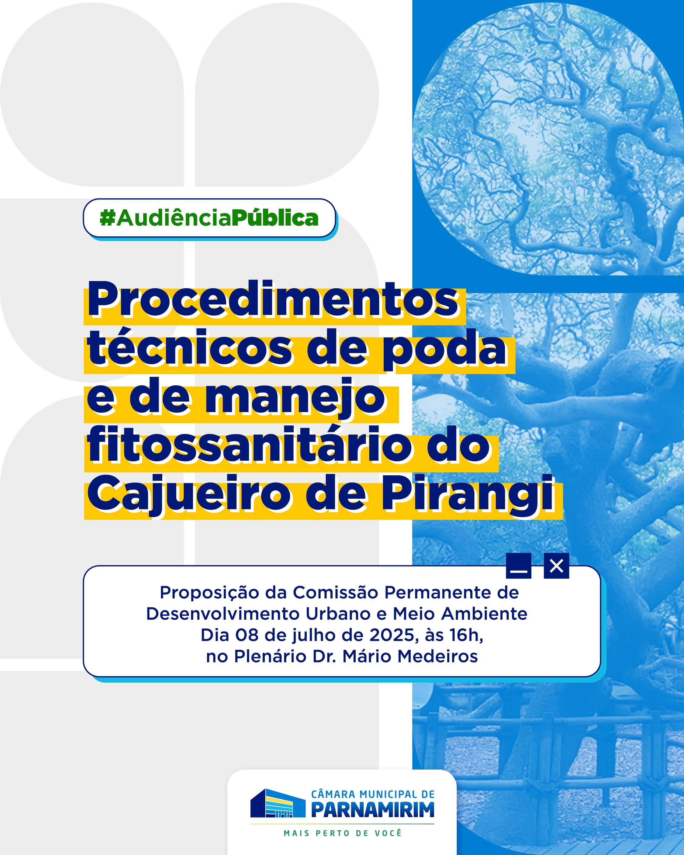 audiencia-publica-analisara-manejo-e-poda-do-cajueiro-de-pirangi